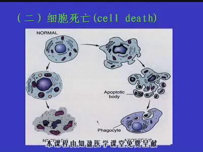 中山大学《病理学》48集教学视频下载 - 教学视频下载 - 中医养生阁中医教学-中医资料-中医医案-中医针灸-古籍珍本-中医基础-中医经典-中医-名家学术-中医男科-疾病专治-经方论治-名族医药-中医方剂-中药本草-中医拔罐-中医刮痧-推拿按摩-中医内科-中西结合-中医妇科-中医皮肤-中医医话-中医外科-中医儿科-中医儿科-海外中医-特色疗法-中医骨伤-中医四诊-中医养生阁