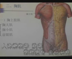 邵阳医学高等专科学校《人体解剖学》32集教学视频下载 - 教学视频下载中医教学-中医资料-中医医案-中医针灸-古籍珍本-中医基础-中医经典-中医-名家学术-中医男科-疾病专治-经方论治-名族医药-中医方剂-中药本草-中医拔罐-中医刮痧-推拿按摩-中医内科-中西结合-中医妇科-中医皮肤-中医医话-中医外科-中医儿科-中医儿科-海外中医-特色疗法-中医骨伤-中医四诊-中医养生阁