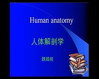 山东大学《系统解剖学》48集教学视频下载 - 教学视频下载中医教学-中医资料-中医医案-中医针灸-古籍珍本-中医基础-中医经典-中医-名家学术-中医男科-疾病专治-经方论治-名族医药-中医方剂-中药本草-中医拔罐-中医刮痧-推拿按摩-中医内科-中西结合-中医妇科-中医皮肤-中医医话-中医外科-中医儿科-中医儿科-海外中医-特色疗法-中医骨伤-中医四诊-中医养生阁