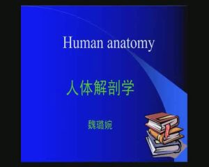 山东大学《系统解剖学》44集教学视频下载 - 教学视频下载中医教学-中医资料-中医医案-中医针灸-古籍珍本-中医基础-中医经典-中医-名家学术-中医男科-疾病专治-经方论治-名族医药-中医方剂-中药本草-中医拔罐-中医刮痧-推拿按摩-中医内科-中西结合-中医妇科-中医皮肤-中医医话-中医外科-中医儿科-中医儿科-海外中医-特色疗法-中医骨伤-中医四诊-中医养生阁