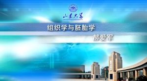 山东大学《组织学与胚胎学》48集教学视频下载 - 教学视频下载中医教学-中医资料-中医医案-中医针灸-古籍珍本-中医基础-中医经典-中医-名家学术-中医男科-疾病专治-经方论治-名族医药-中医方剂-中药本草-中医拔罐-中医刮痧-推拿按摩-中医内科-中西结合-中医妇科-中医皮肤-中医医话-中医外科-中医儿科-中医儿科-海外中医-特色疗法-中医骨伤-中医四诊-中医养生阁
