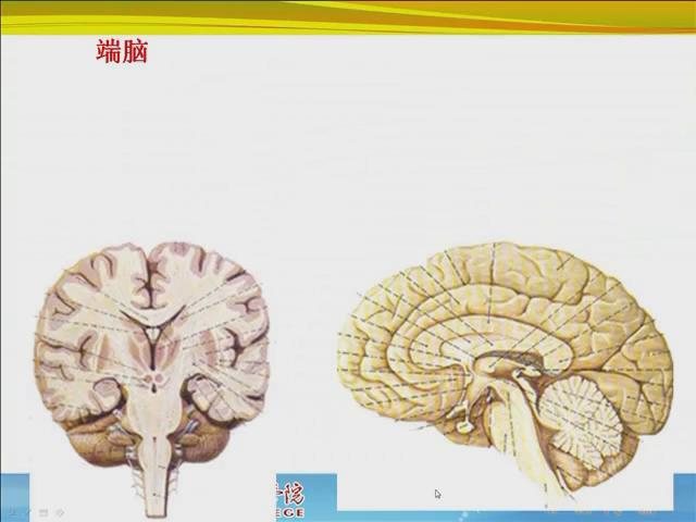 福建卫生职业技术学院《人体解剖学》65讲教学视频下载 - 教学视频下载 - 中医养生阁中医教学-中医资料-中医医案-中医针灸-古籍珍本-中医基础-中医经典-中医-名家学术-中医男科-疾病专治-经方论治-名族医药-中医方剂-中药本草-中医拔罐-中医刮痧-推拿按摩-中医内科-中西结合-中医妇科-中医皮肤-中医医话-中医外科-中医儿科-中医儿科-海外中医-特色疗法-中医骨伤-中医四诊-中医养生阁