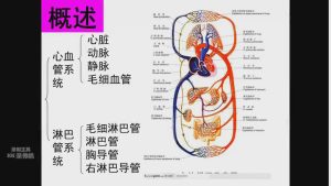 江汉大学《组织学与胚胎学》21集 - 教学视频下载中医教学-中医资料-中医医案-中医针灸-古籍珍本-中医基础-中医经典-中医-名家学术-中医男科-疾病专治-经方论治-名族医药-中医方剂-中药本草-中医拔罐-中医刮痧-推拿按摩-中医内科-中西结合-中医妇科-中医皮肤-中医医话-中医外科-中医儿科-中医儿科-海外中医-特色疗法-中医骨伤-中医四诊-中医养生阁