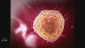 江汉大学《人体解剖学教学动画》77集 – 教学视频下载中医教学-中医资料-中医医案-中医针灸-古籍珍本-中医基础-中医经典-中医-名家学术-中医男科-疾病专治-经方论治-名族医药-中医方剂-中药本草-中医拔罐-中医刮痧-推拿按摩-中医内科-中西结合-中医妇科-中医皮肤-中医医话-中医外科-中医儿科-中医儿科-海外中医-特色疗法-中医骨伤-中医四诊-中医养生阁