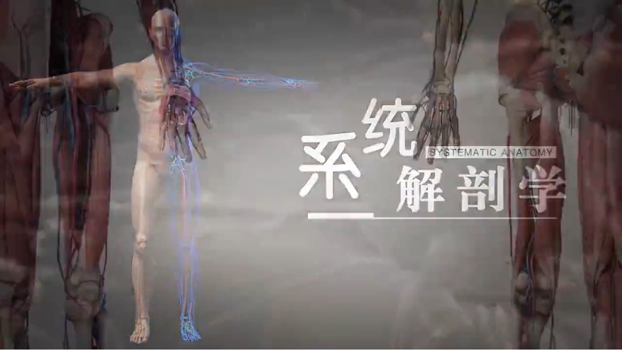 郑州大学《系统解剖学(微课)》76集教学视频 - 教学视频下载 - 中医养生阁中医教学-中医资料-中医医案-中医针灸-古籍珍本-中医基础-中医经典-中医-名家学术-中医男科-疾病专治-经方论治-名族医药-中医方剂-中药本草-中医拔罐-中医刮痧-推拿按摩-中医内科-中西结合-中医妇科-中医皮肤-中医医话-中医外科-中医儿科-中医儿科-海外中医-特色疗法-中医骨伤-中医四诊-中医养生阁