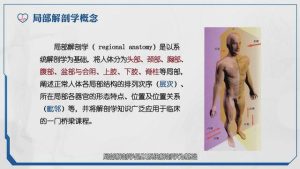 《局部解剖学微课》44集 - 教学视频下载中医教学-中医资料-中医医案-中医针灸-古籍珍本-中医基础-中医经典-中医-名家学术-中医男科-疾病专治-经方论治-名族医药-中医方剂-中药本草-中医拔罐-中医刮痧-推拿按摩-中医内科-中西结合-中医妇科-中医皮肤-中医医话-中医外科-中医儿科-中医儿科-海外中医-特色疗法-中医骨伤-中医四诊-中医养生阁