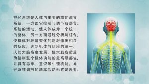 中山大学《神经解剖学》31集 - 教学视频下载中医教学-中医资料-中医医案-中医针灸-古籍珍本-中医基础-中医经典-中医-名家学术-中医男科-疾病专治-经方论治-名族医药-中医方剂-中药本草-中医拔罐-中医刮痧-推拿按摩-中医内科-中西结合-中医妇科-中医皮肤-中医医话-中医外科-中医儿科-中医儿科-海外中医-特色疗法-中医骨伤-中医四诊-中医养生阁