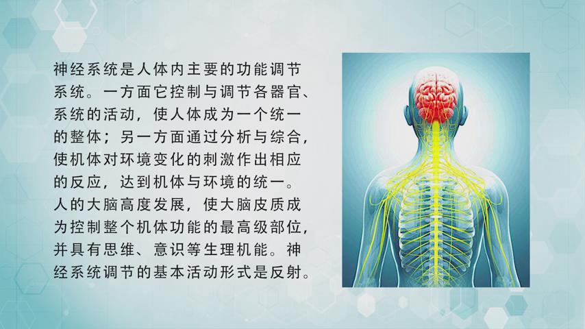 中山大学《神经解剖学》31集 - 教学视频下载 - 中医养生阁中医教学-中医资料-中医医案-中医针灸-古籍珍本-中医基础-中医经典-中医-名家学术-中医男科-疾病专治-经方论治-名族医药-中医方剂-中药本草-中医拔罐-中医刮痧-推拿按摩-中医内科-中西结合-中医妇科-中医皮肤-中医医话-中医外科-中医儿科-中医儿科-海外中医-特色疗法-中医骨伤-中医四诊-中医养生阁
