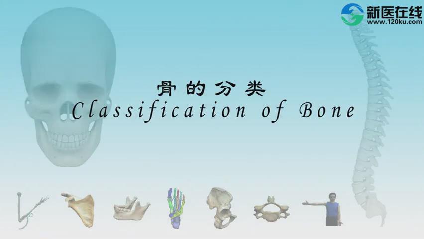 《人体骨与关节解剖学》33集 – 教学视频下载中医教学-中医资料-中医医案-中医针灸-古籍珍本-中医基础-中医经典-中医-名家学术-中医男科-疾病专治-经方论治-名族医药-中医方剂-中药本草-中医拔罐-中医刮痧-推拿按摩-中医内科-中西结合-中医妇科-中医皮肤-中医医话-中医外科-中医儿科-中医儿科-海外中医-特色疗法-中医骨伤-中医四诊-中医养生阁
